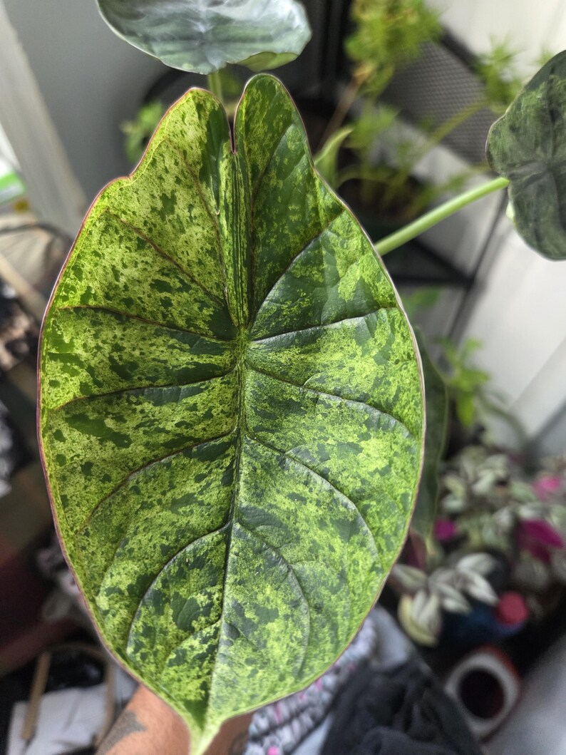 K&ouml;nnte beinhalten: Nahaufnahme eines gro&szlig;en, bunten Blattes mit auff&auml;lligem Muster. Das Blatt ist &uuml;berwiegend gr&uuml;n mit unregelm&auml;&szlig;igen Flecken aus hellem Gr&uuml;n und Gelb, wodurch ein gesprenkelter Effekt entsteht. Die R&auml;nder haben einen r&ouml;tlich-braunen Farbton, und die Blattadern sind deutlich sichtbar.