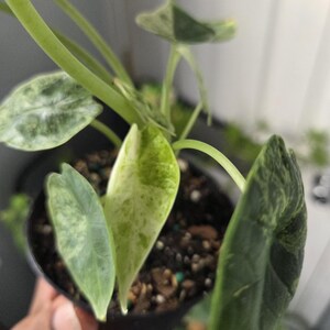 K&ouml;nnte beinhalten: Nahaufnahme einer Topfpflanze mit gro&szlig;en, bunten Bl&auml;ttern. Die Bl&auml;tter zeigen eine Mischung aus gr&uuml;nen und wei&szlig;en Mustern. Die Pflanze steht in einem kleinen schwarzen Topf, und die Stiele sind hellgr&uuml;n. Die Pflanze ist eine Zimmerpflanze.