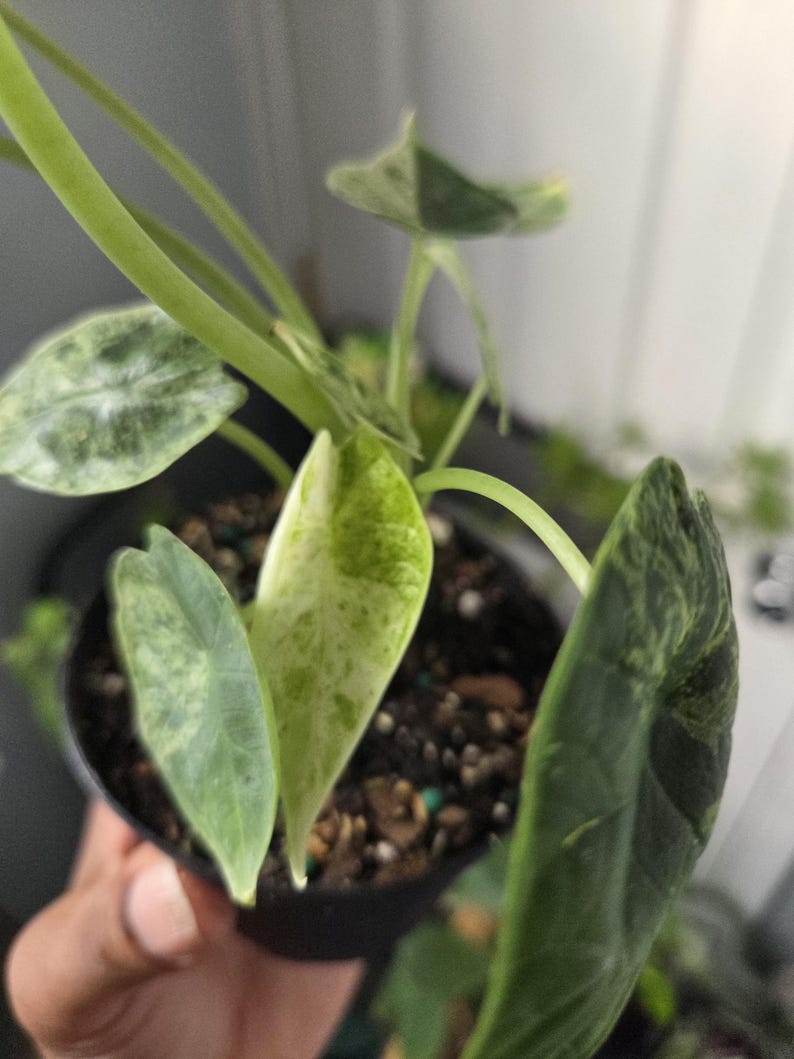 K&ouml;nnte beinhalten: Nahaufnahme einer Topfpflanze mit gro&szlig;en, bunten Bl&auml;ttern. Die Bl&auml;tter zeigen eine Mischung aus gr&uuml;nen und wei&szlig;en Mustern. Die Pflanze steht in einem kleinen schwarzen Topf, und die Stiele sind hellgr&uuml;n. Die Pflanze ist eine Zimmerpflanze.