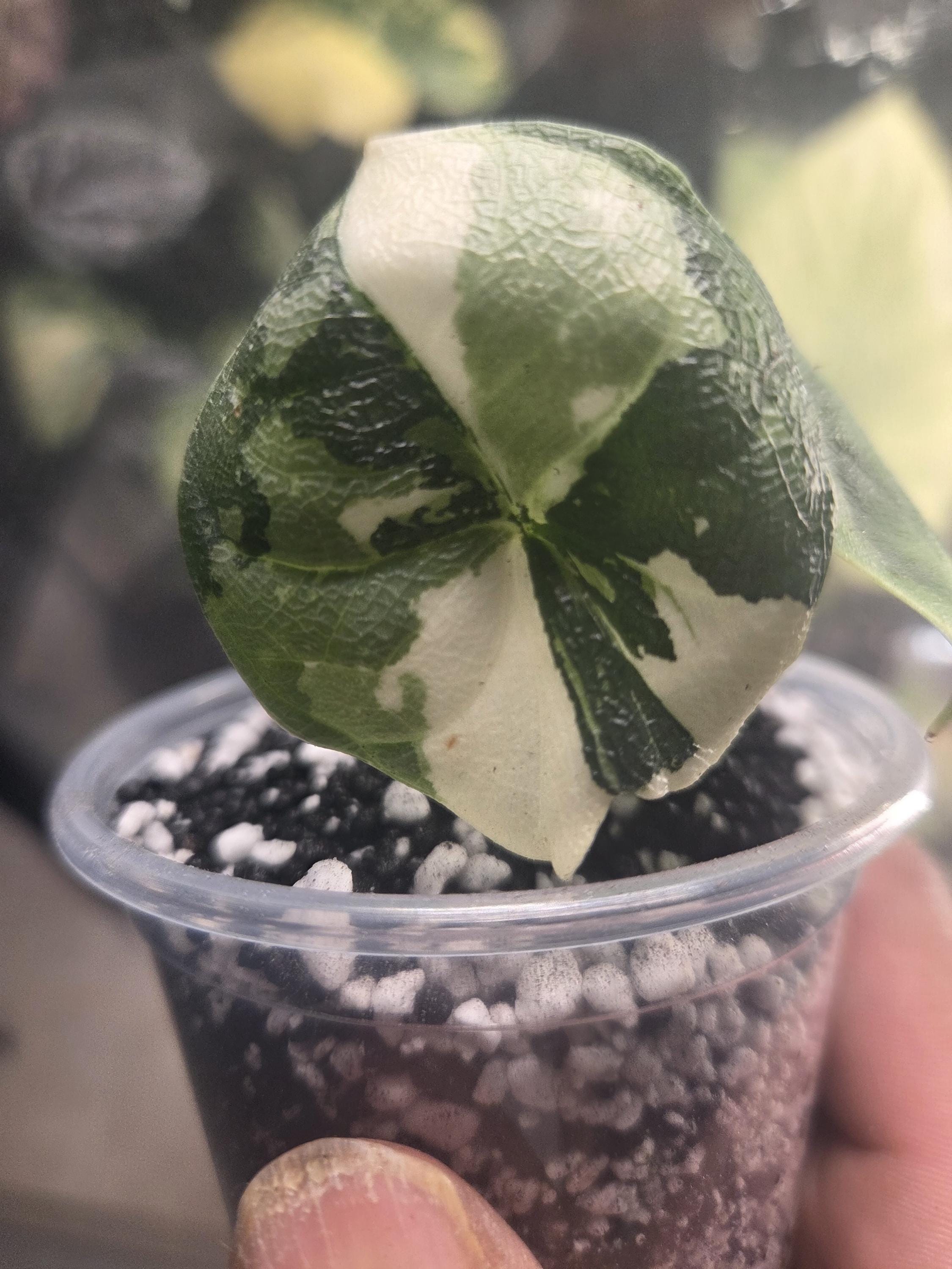 Variegated alocasia melo - Etsy 日本