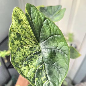 K&ouml;nnte beinhalten: Nahaufnahme eines gro&szlig;en, panaschierten Alocasia-Blattes. Das Blatt ist ein leuchtendes Gr&uuml;n mit unregelm&auml;&szlig;igen Mustern aus hellerem Gr&uuml;n und Gelb. Die Textur des Blattes ist deutlich geadert, und die Gesamtform ist herzf&ouml;rmig.