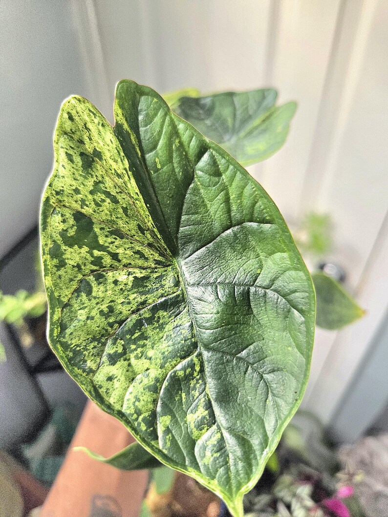 K&ouml;nnte beinhalten: Nahaufnahme eines gro&szlig;en, panaschierten Alocasia-Blattes. Das Blatt ist ein leuchtendes Gr&uuml;n mit unregelm&auml;&szlig;igen Mustern aus hellerem Gr&uuml;n und Gelb. Die Textur des Blattes ist deutlich geadert, und die Gesamtform ist herzf&ouml;rmig.
