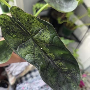 K&ouml;nnte beinhalten: Nahaufnahme eines gro&szlig;en, bunten Pflanzenblattes. Das Blatt ist haupts&auml;chlich dunkelgr&uuml;n mit helleren gr&uuml;nen und schwarzen gesprenkelten Mustern. Die Form des Blattes ist breit und herzf&ouml;rmig, mit sichtbaren Adern und einer gl&auml;nzenden Textur. Weitere Bl&auml;tter sind im Hintergrund zu sehen.