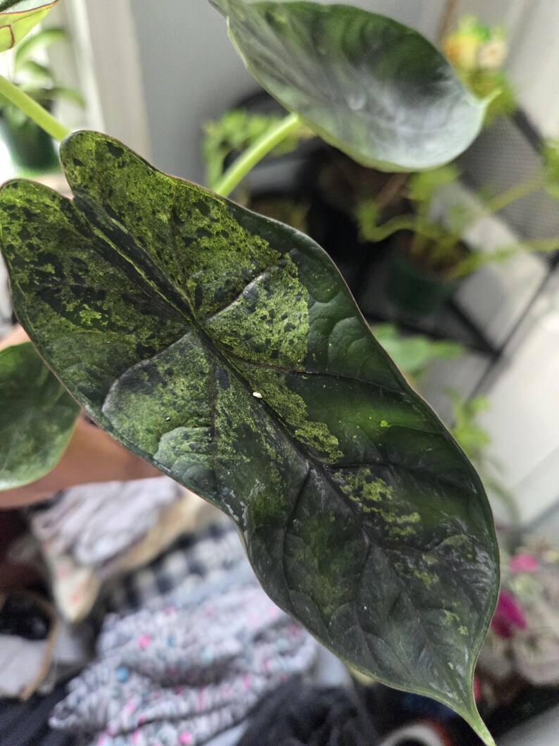 K&ouml;nnte beinhalten: Nahaufnahme eines gro&szlig;en, bunten Pflanzenblattes. Das Blatt ist haupts&auml;chlich dunkelgr&uuml;n mit helleren gr&uuml;nen und schwarzen gesprenkelten Mustern. Die Form des Blattes ist breit und herzf&ouml;rmig, mit sichtbaren Adern und einer gl&auml;nzenden Textur. Weitere Bl&auml;tter sind im Hintergrund zu sehen.