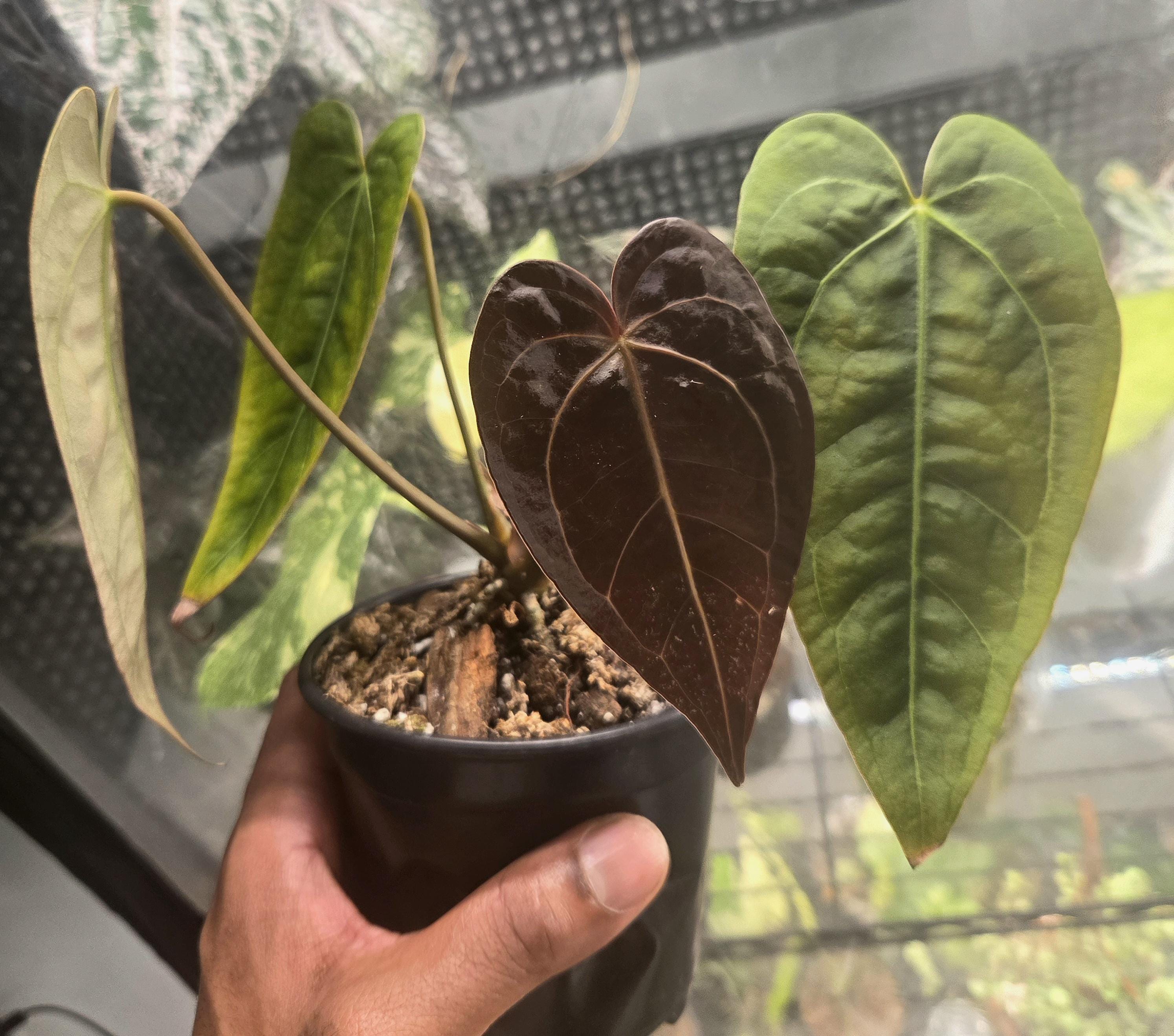 Anthurium Zara - Etsy