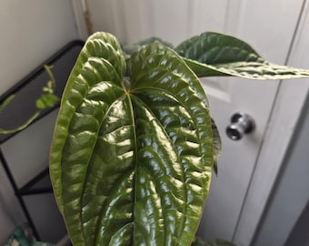 Radicans × luxurains Anthurium 16 cm Topf * NUR VERSAND IN DIE USA