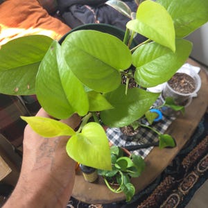 May include: A healthy pothos plant in a dark green pot, featuring large, heart-shaped leaves. The leaves are a vivid green, with new growth in a bright, lime green hue. The plant is indoors, with a blurred background.