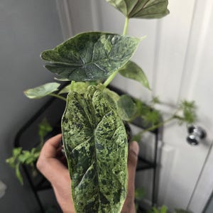 K&ouml;nnte beinhalten: Nahaufnahme einer Zimmerpflanze mit gro&szlig;en, strukturierten Bl&auml;ttern. Die Bl&auml;tter sind haupts&auml;chlich gr&uuml;n mit einem gesprenkelten Muster aus dunklerem Gr&uuml;n und Creme. Die Pflanze wird in einer Hand gehalten, mit unscharfem Hintergrund.