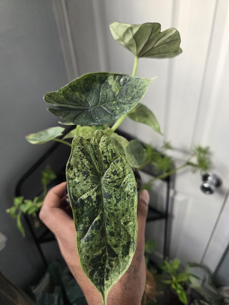 K&ouml;nnte beinhalten: Nahaufnahme einer Zimmerpflanze mit gro&szlig;en, strukturierten Bl&auml;ttern. Die Bl&auml;tter sind haupts&auml;chlich gr&uuml;n mit einem gesprenkelten Muster aus dunklerem Gr&uuml;n und Creme. Die Pflanze wird in einer Hand gehalten, mit unscharfem Hintergrund.