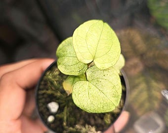 Anthurium dark phoenix mint changierend 3 cm Topf * Nur USA VERSAND.
