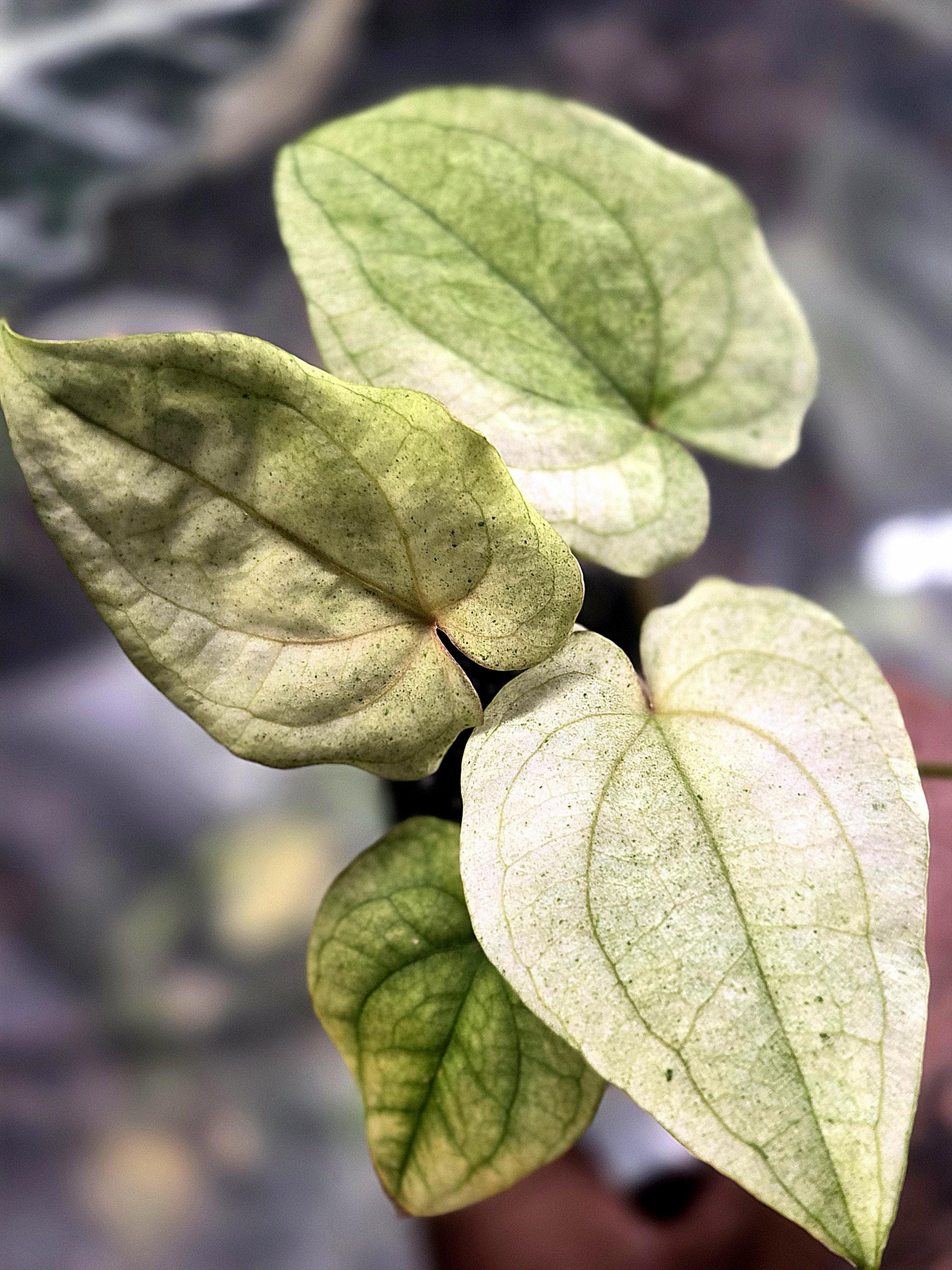 Anthurium Dark Phoenix Mint Variegated 3inch Pot . *USA Only