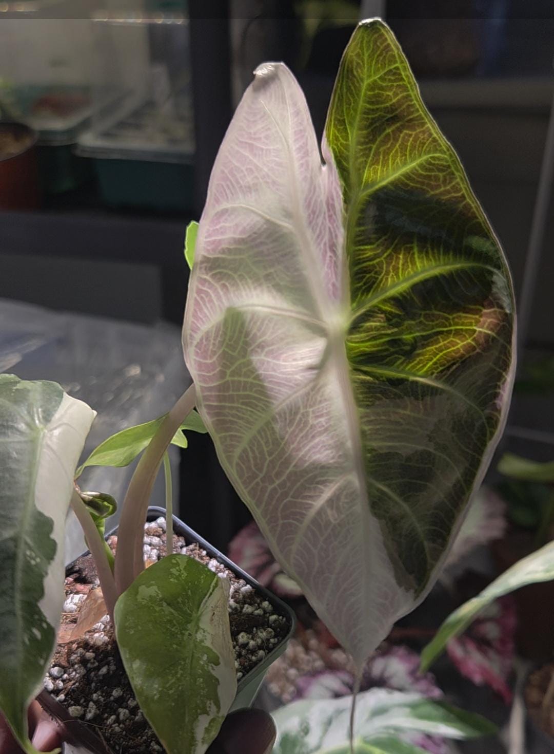 アロカシア クプレア 斑入り ピンク アロカシア クプレア 斑入り