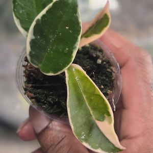 Pode incluir: Uma pequena planta Hoya num vaso de plástico transparente com substrato escuro. A planta apresenta folhas variegadas com centros verde-escuros, margens branco-creme e tons rosados subtis nas folhas mais pequenas e novas.