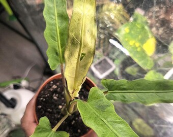 Alocasia lila Schwert mint 4 cm Blumentopf * NUR VERSAND IN DIE USA