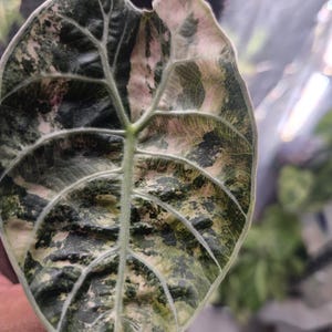 Alocasia watsoniana pink variegated - Etsy 日本