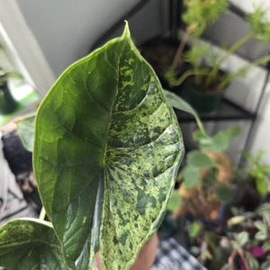 K&ouml;nnte beinhalten: Nahaufnahme eines gro&szlig;en, bunten Blattes. Das Blatt ist &uuml;berwiegend dunkelgr&uuml;n, mit unregelm&auml;&szlig;igen Flecken von hellgr&uuml;n und gelb. Die Textur des Blattes ist sichtbar, mit ausgepr&auml;gten Adern. Thema: Natur und Pflanzen.