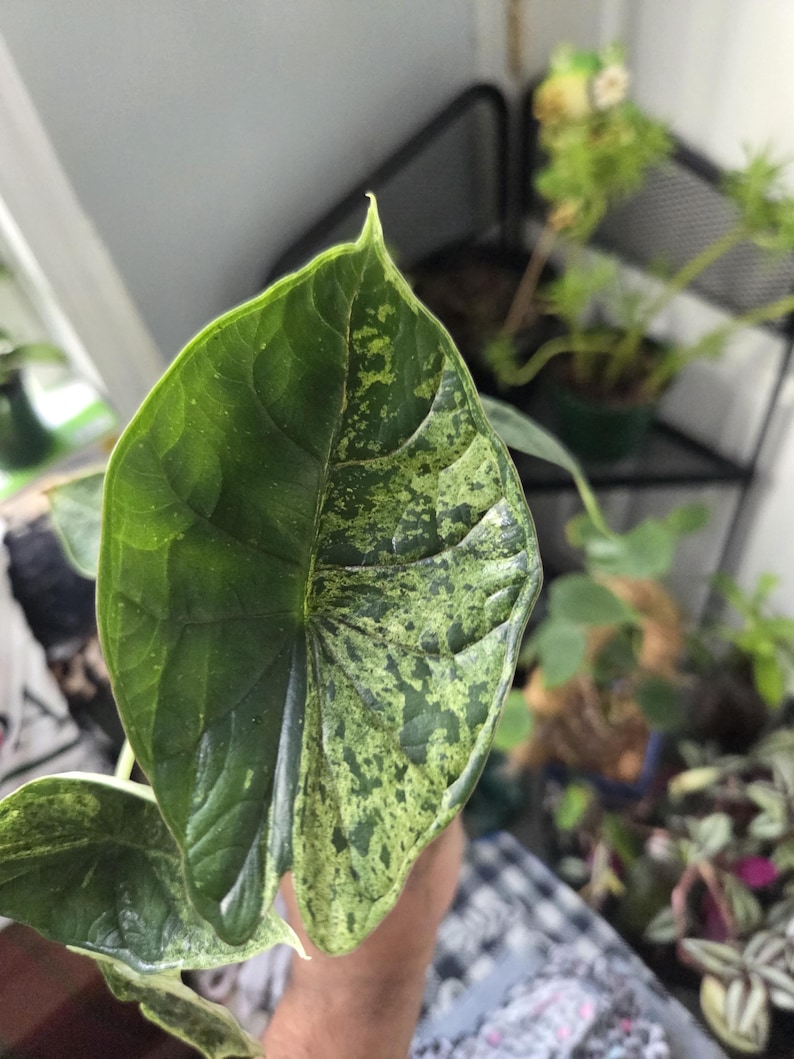 K&ouml;nnte beinhalten: Nahaufnahme eines gro&szlig;en, bunten Blattes. Das Blatt ist &uuml;berwiegend dunkelgr&uuml;n, mit unregelm&auml;&szlig;igen Flecken von hellgr&uuml;n und gelb. Die Textur des Blattes ist sichtbar, mit ausgepr&auml;gten Adern. Thema: Natur und Pflanzen.