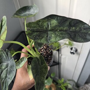 K&ouml;nnte beinhalten: Nahaufnahme einer Alocasia-Pflanze mit gro&szlig;en, dunkelgr&uuml;nen Bl&auml;ttern mit einem einzigartigen Muster aus hellgr&uuml;ner Panaschierung. Die Pflanze steht in einem schwarzen Topf, und die Bl&auml;tter haben ausgepr&auml;gte Adern. Die Pflanze wird von einer Person gehalten.