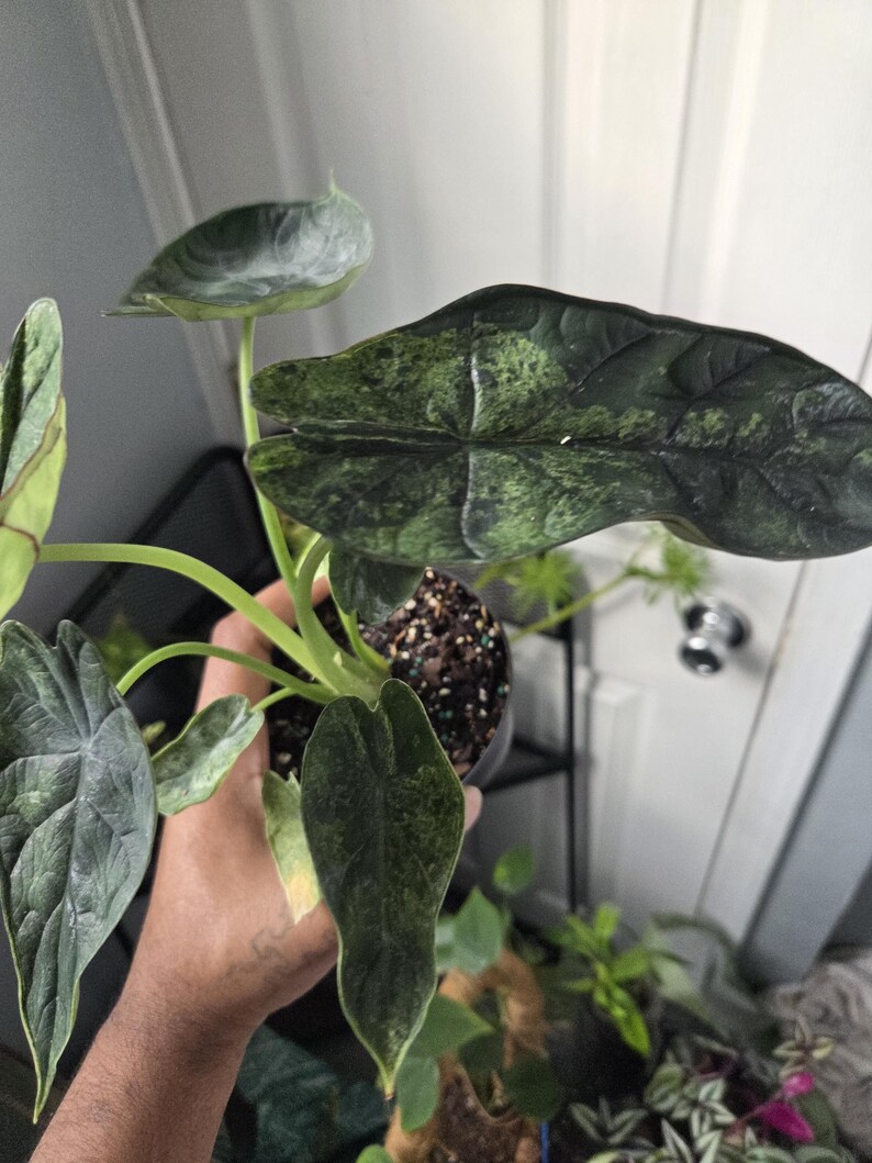 K&ouml;nnte beinhalten: Nahaufnahme einer Alocasia-Pflanze mit gro&szlig;en, dunkelgr&uuml;nen Bl&auml;ttern mit einem einzigartigen Muster aus hellgr&uuml;ner Panaschierung. Die Pflanze steht in einem schwarzen Topf, und die Bl&auml;tter haben ausgepr&auml;gte Adern. Die Pflanze wird von einer Person gehalten.