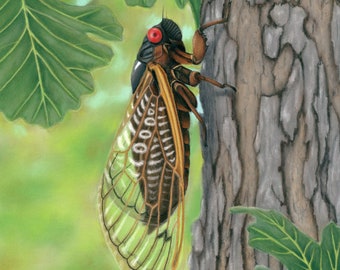 17-Year Cicada (vertical) 8" x 10" Print