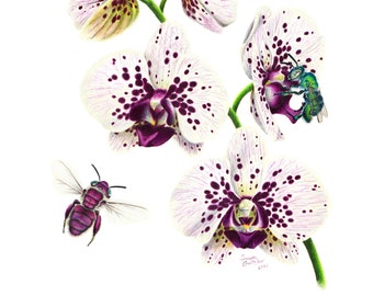 Orchid Bees and Orchids- Euglossa Illustration 8"x10" Print