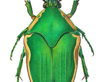Cotinis nitida Illustration: Green June Beetle Print