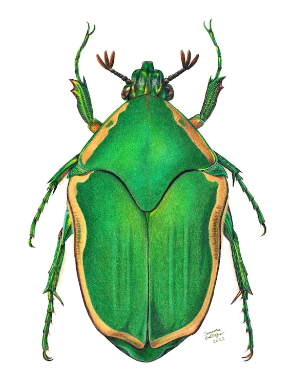 Cotinis nitida Illustration: Green June Beetle Print