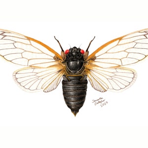 Periodical Cicada M. Septendecim 8" x 10" Print