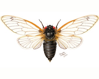 Periodical Cicada M. Septendecim 8" x 10" Print