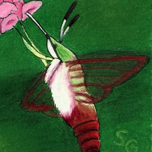 Hummingbird Moth ACEO Bug Art Original by SamanthasArtStudio on Etsy image 1