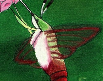 Hummingbird Moth ACEO Bug Art Original by SamanthasArtStudio on Etsy