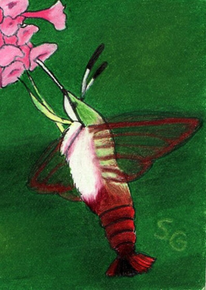 Hummingbird Moth ACEO Bug Art Original by SamanthasArtStudio on Etsy image 1