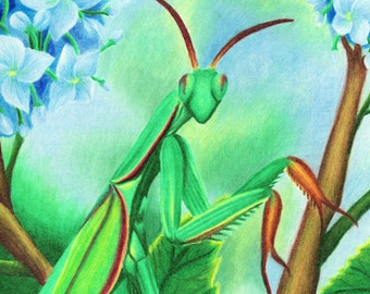 Praying Mantis Print- I Told You I Was Freaky