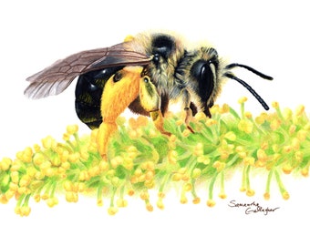 Mining Bee on Willow 8"x10" Print