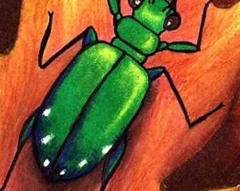 6 Spotted Tiger Beetle ACEO Original Colored Pencil Bug Card