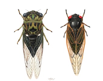 Annual vs Periodical Cicada  8" x 10" Print