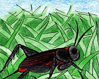 Field Cricket ACEO Original Colored Pencil Bug Card