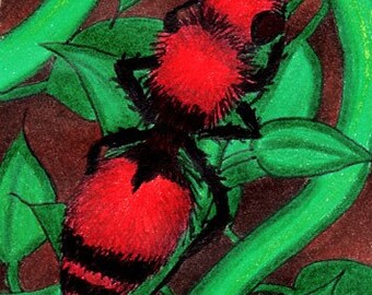 Velvet Ant ACEO Original Colored Pencil Bug Card