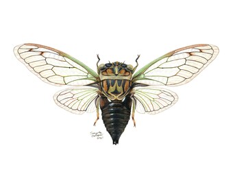 Dog Day Cicada (Neotibicen) 8"x10" Print - Scientific Illustration