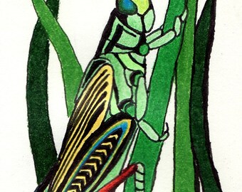 Grasshopper ACEO Original Colored Pencil Bug Card