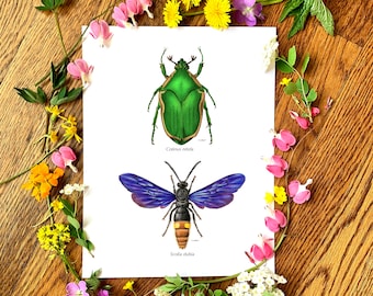 Predator and Prey: June Beetle and Two Spotted Wasp 8"x10" Print