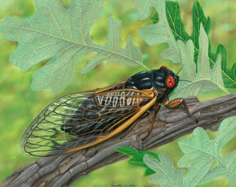 17-Year Cicada (horizontal) 8" x 10" Print