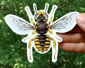 Wool Carder Bee Sticker, Native Bee Decal, Anthidium