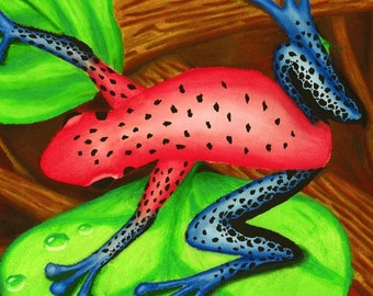 SALE!* Strawberry Dart Frog 8x10 Limited Edition Print