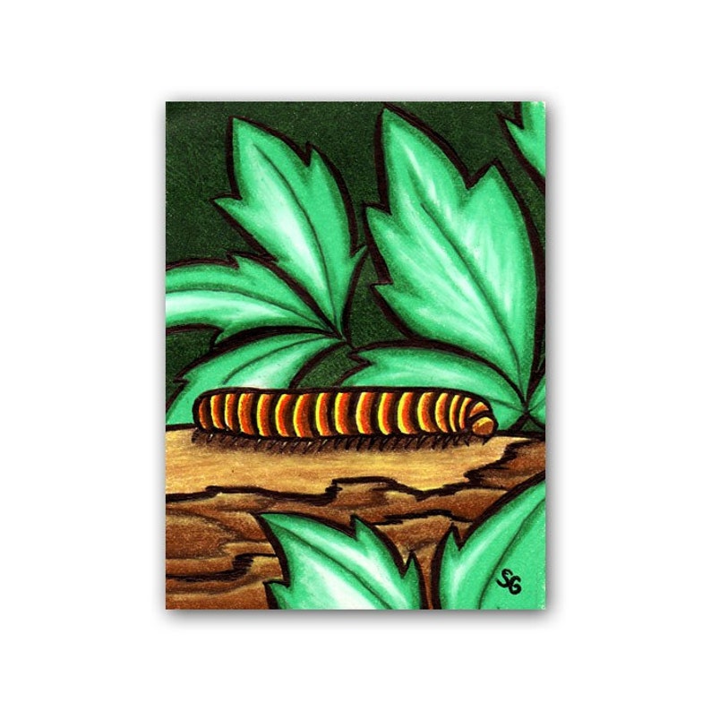 Millipede Mania ACEO Original Colored Pencil Bug Card image 2