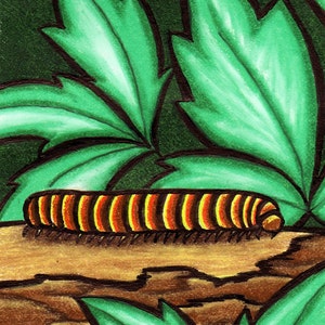 Millipede Mania ACEO Original Colored Pencil Bug Card image 1