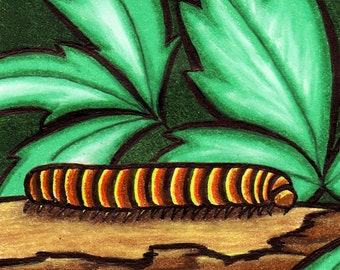 Millipede Mania ACEO Original Colored Pencil Bug Card