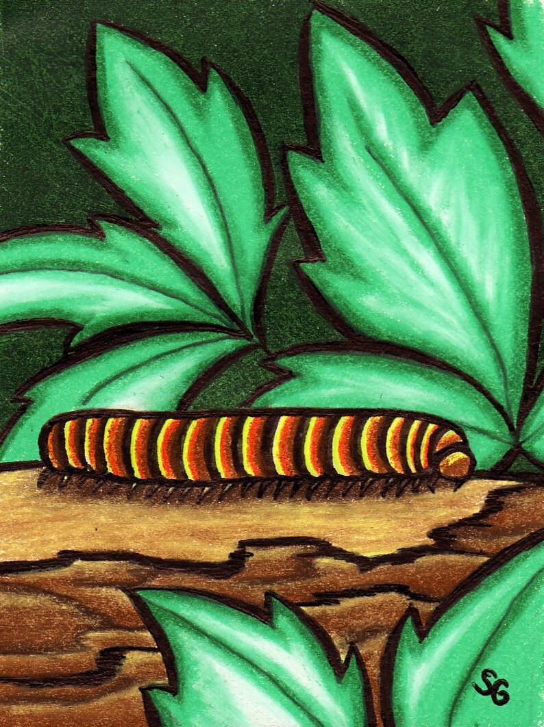 Millipede Mania ACEO Original Colored Pencil Bug Card image 1