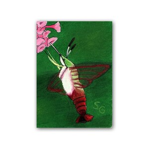 Hummingbird Moth ACEO Bug Art Original by SamanthasArtStudio on Etsy image 2