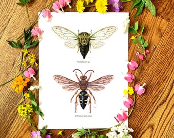 Predator and Prey: Cicada and Cicada Killer Wasp 8"x10" Print